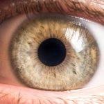 Alzheimer : vos yeux peuvent-ils voir venir la maladie ?