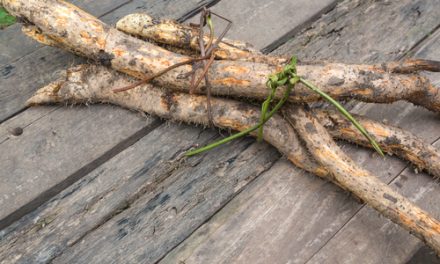 La plante gracieuse pour les femmes après 50 ans