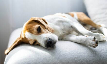 Animaux de compagnie : quand seront-ils reconnus d’utilité publique ?