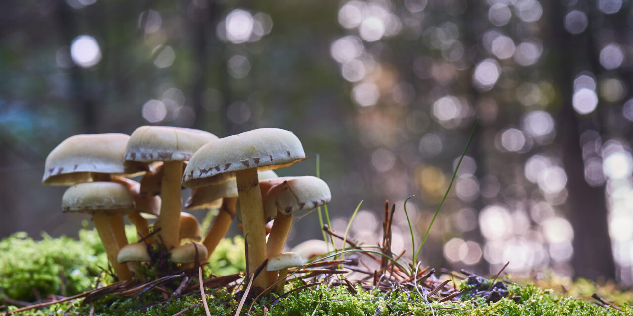 REISHI, CHAGA, CORDYCEPS : CES CHAMPIGNONS CACHENT BIEN LEUR JEU