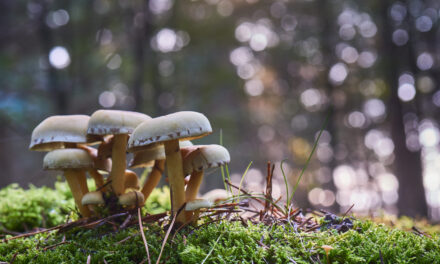 REISHI, CHAGA, CORDYCEPS : CES CHAMPIGNONS CACHENT BIEN LEUR JEU