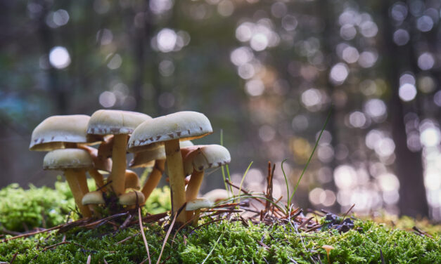 REISHI, CHAGA, CORDYCEPS : CES CHAMPIGNONS CACHENT BIEN LEUR JEU