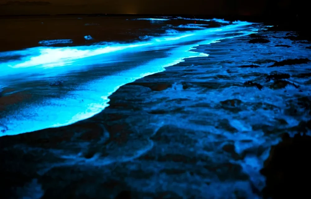 LES ALGUES TUEUSES… DE CELLULES CANCÉREUSES ?