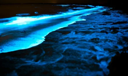 LES ALGUES TUEUSES… DE CELLULES CANCÉREUSES ?